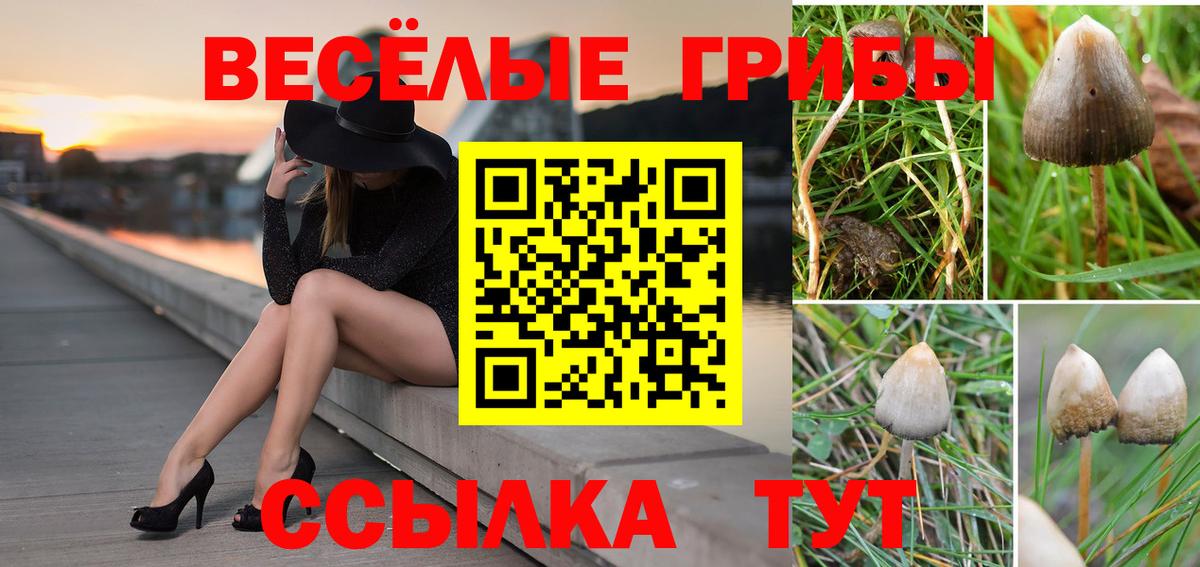 Псилоцибиновые грибы Cubensis Павловский Посад